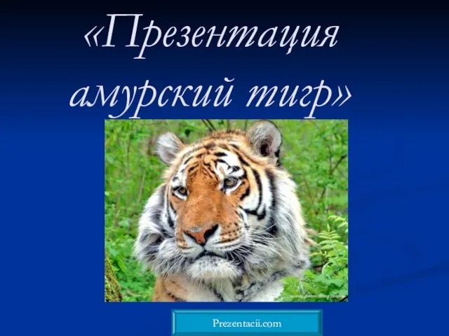 Презентация на тему Амурский тигр