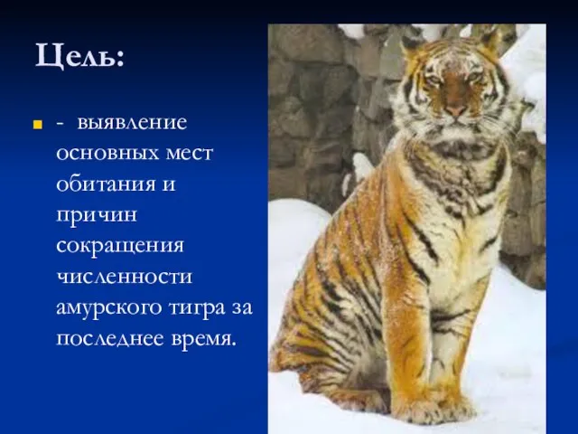 Цель: - выявление основных мест обитания и причин сокращения численности амурского тигра за последнее время.