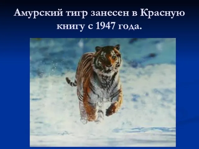 Амурский тигр занесен в Красную книгу с 1947 года.