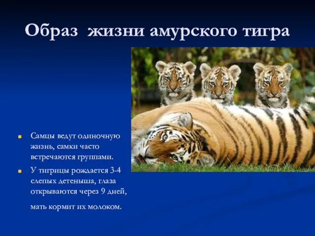 Образ жизни амурского тигра Самцы ведут одиночную жизнь, самки часто встречаются группами.