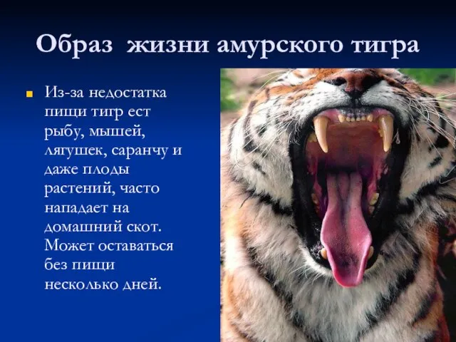 Образ жизни амурского тигра Из-за недостатка пищи тигр ест рыбу, мышей, лягушек,