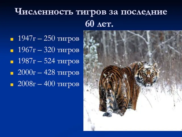 Численность тигров за последние 60 лет. 1947г – 250 тигров 1967г –