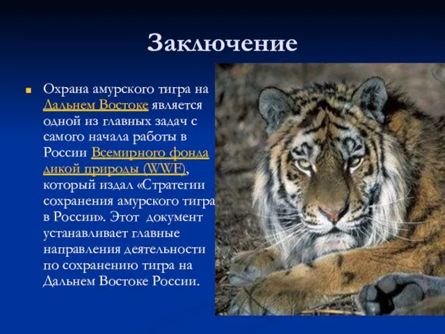 Заключение Охрана амурского тигра на Дальнем Востоке является одной из главных задач