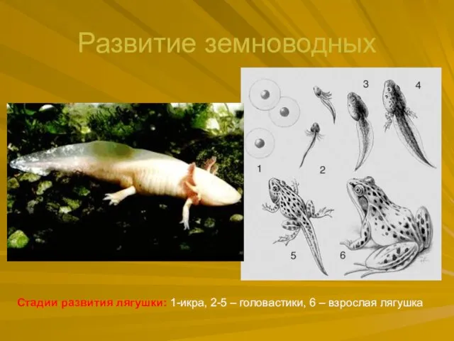 Развитие земноводных Стадии развития лягушки: 1-икра, 2-5 – головастики, 6 – взрослая лягушка