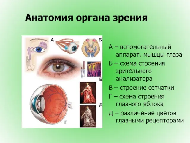 Анатомия органа зрения А – вспомогательный аппарат, мышцы глаза Б – схема