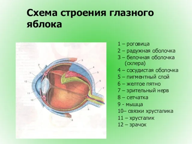 Схема строения глазного яблока 1 – роговица 2 – радужная оболочка 3
