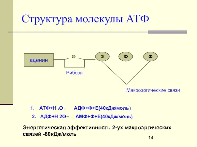 Структура молекулы АТФ аденин Ф Ф Ф Рибоза Макроэргические связи АТФ+Н 2О