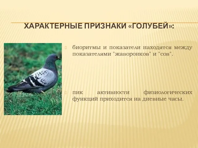 Характерные признаки «голубей»: биоритмы и показатели находятся между показателями "жаворонков" и "сов".