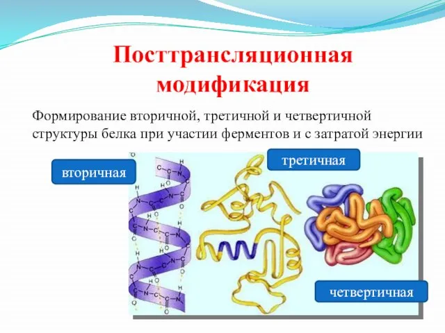 Посттрансляционная модификация Формирование вторичной, третичной и четвертичной структуры белка при участии ферментов