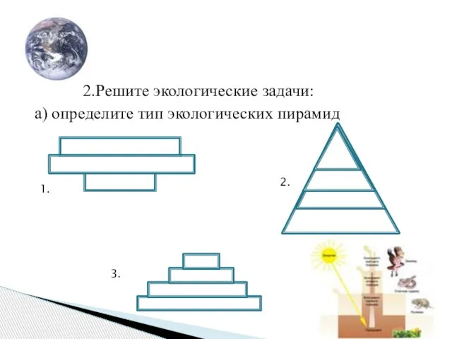 2.Решите экологические задачи: а) определите тип экологических пирамид 1. 2. 3.