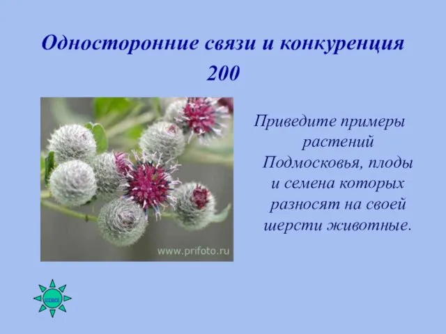 Односторонние связи и конкуренция 200 Приведите примеры растений Подмосковья, плоды и семена