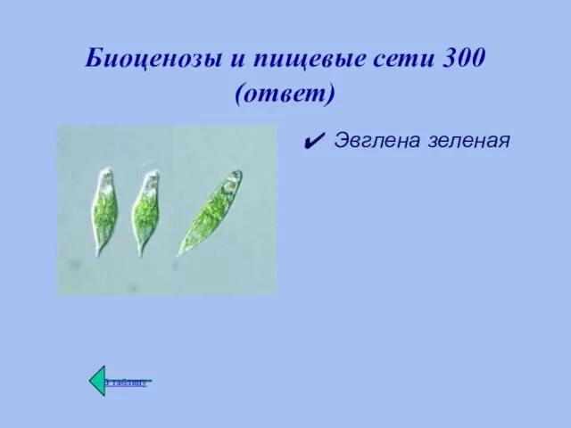 Биоценозы и пищевые сети 300 (ответ) Эвглена зеленая