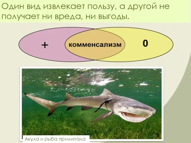 Один вид извлекает пользу, а другой не получает ни вреда, ни выгоды. Акула и рыба прилипала