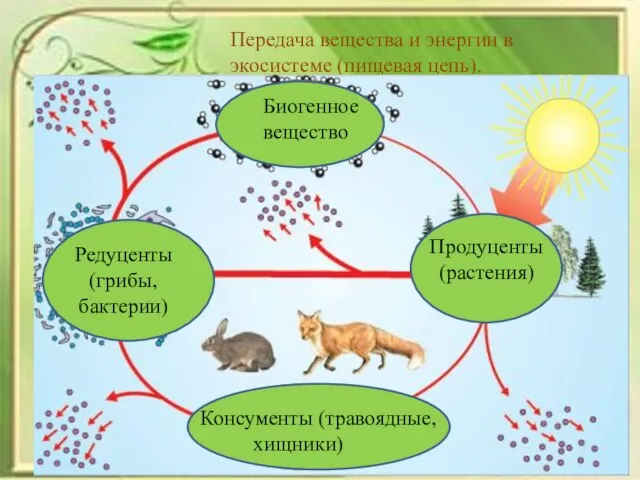 Передача вещества и энергии в экосистеме (пищевая цепь). Биогенное вещество Редуценты (грибы,