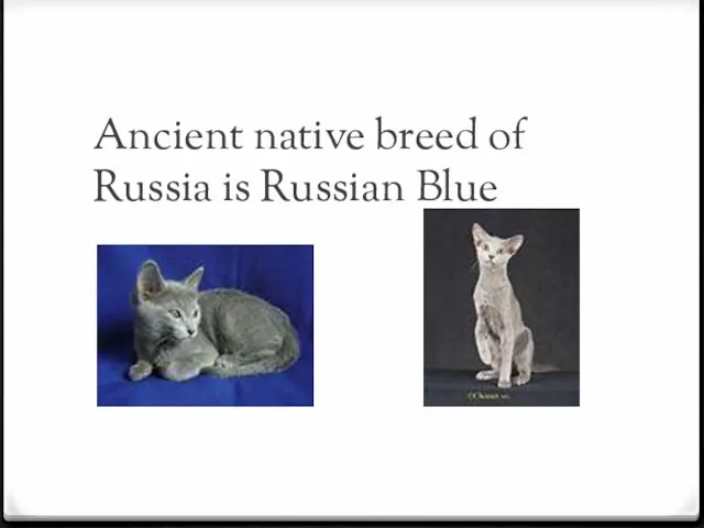 Ancient native breed of Russia is Russian Blue