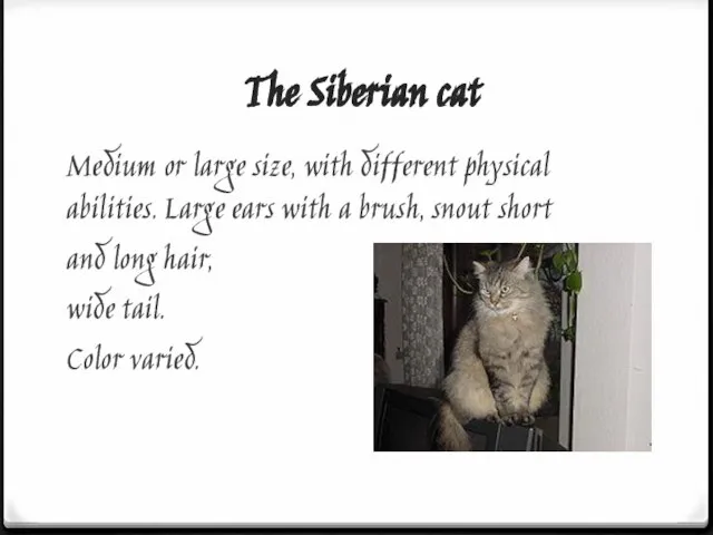 The Siberian cat Medium or large size, with different physical abilities. Large