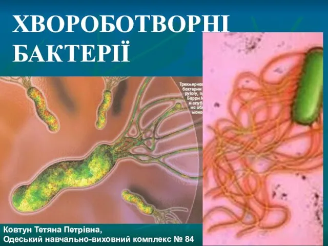 Презентация на тему Болезнетворные бактерии на украинском языке