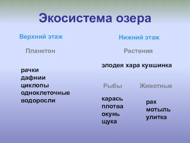 Экосистема озера Верхний этаж Нижний этаж Планктон рачки дафнии циклопы одноклеточные водоросли