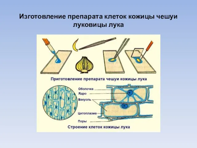 Изготовление препарата клеток кожицы чешуи луковицы лука