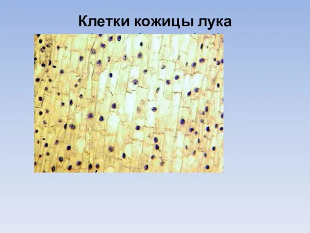 Клетки кожицы лука (микрофотография)
