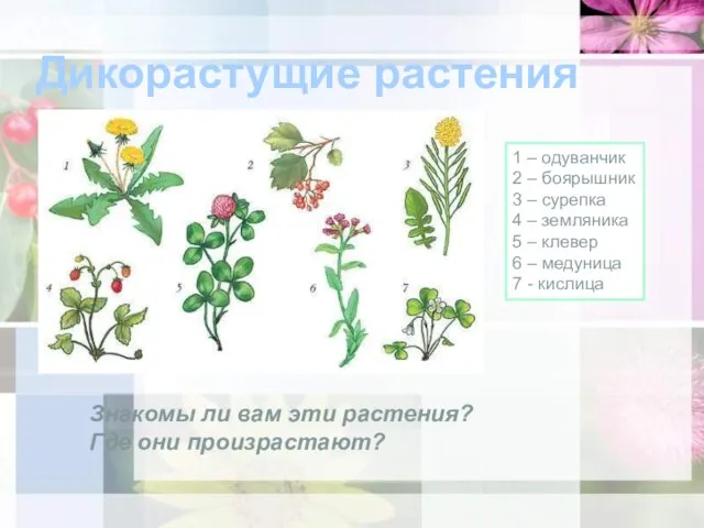 Дикорастущие растения 1 – одуванчик 2 – боярышник 3 – сурепка 4