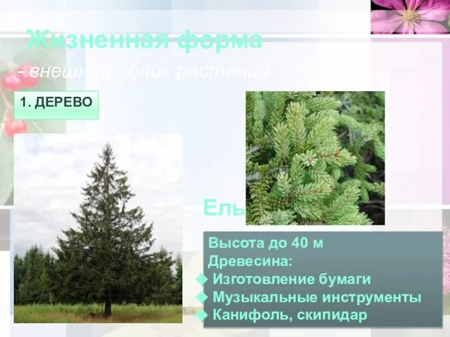 Жизненная форма - внешний облик растения 1. дерево Высота до 40 м