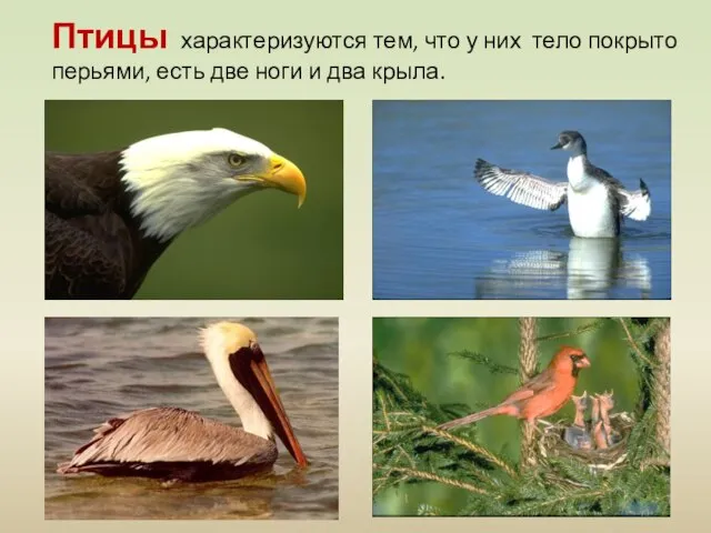 Птицы характеризуются тем, что у них тело покрыто перьями, есть две ноги и два крыла.