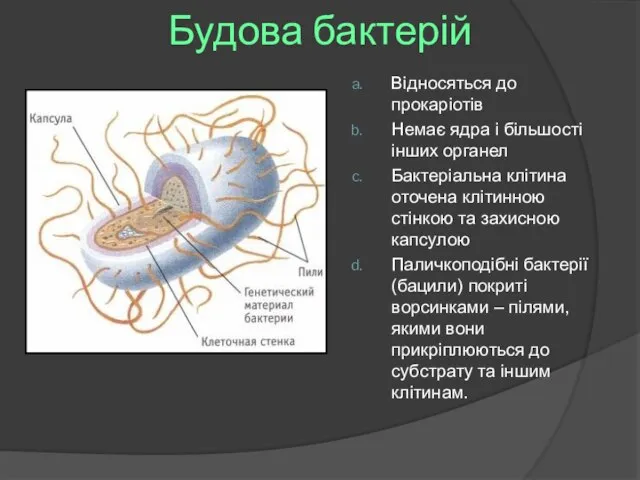 Будова бактерій Відносяться до прокаріотів Немає ядра і більшості інших органел Бактеріальна