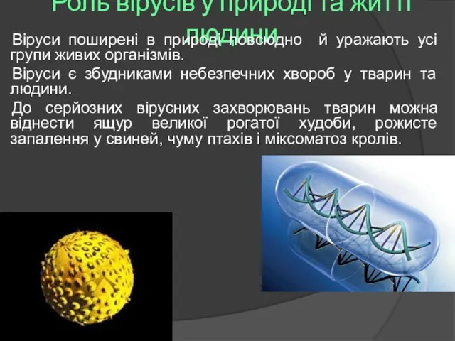 Роль вірусів у природі та житті людини Віруси поширені в природі повсюдно