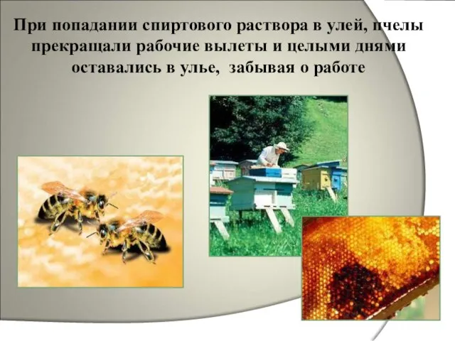При попадании спиртового раствора в улей, пчелы прекращали рабочие вылеты и целыми
