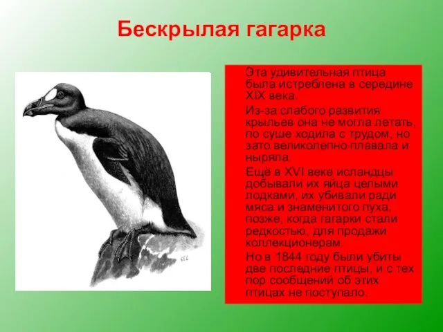 Бескрылая гагарка Эта удивительная птица была истреблена в середине XIX века. Из-за
