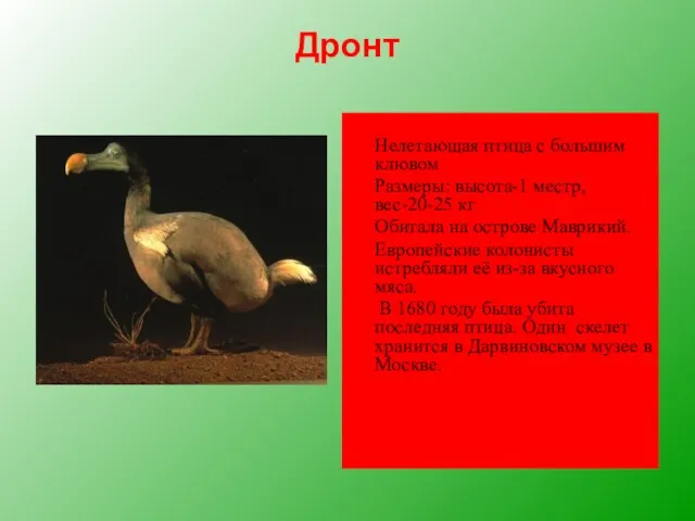 Дронт Нелетающая птица с большим клювом Размеры: высота-1 местр, вес-20-25 кг Обитала
