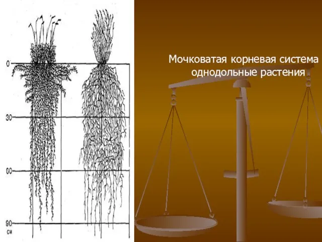 Мочковатая корневая система – однодольные растения