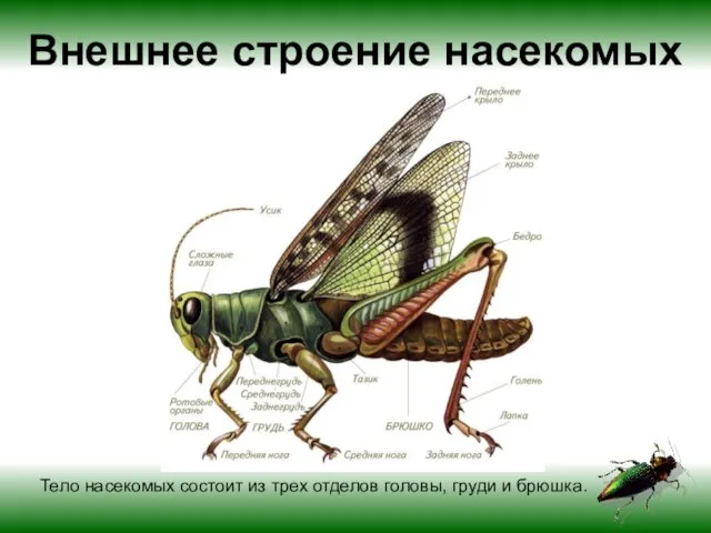 Внешнее строение насекомых Тело насекомых состоит из трех отделов головы, груди и брюшка.