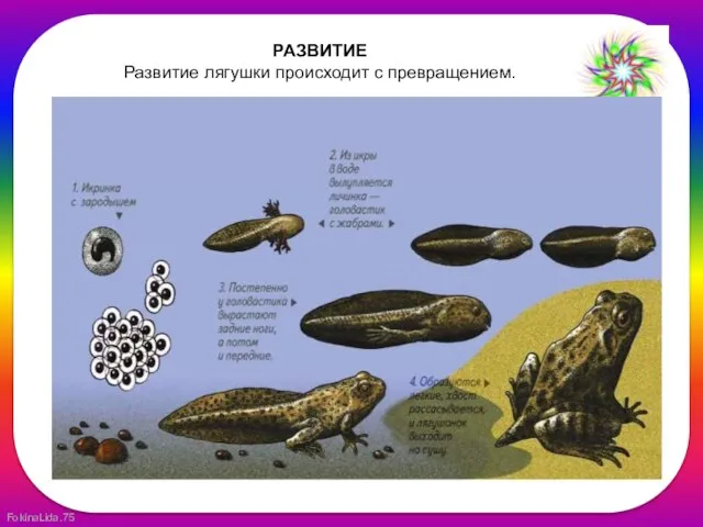 РАЗВИТИЕ Развитие лягушки происходит с превращением.