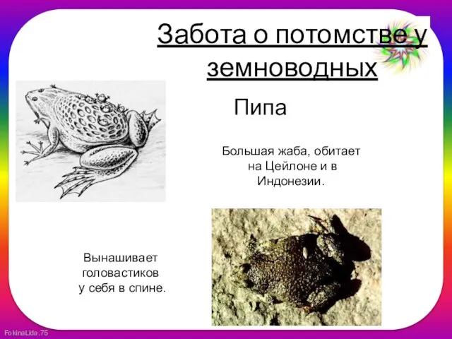 Забота о потомстве у земноводных Вынашивает головастиков у себя в спине. Пипа