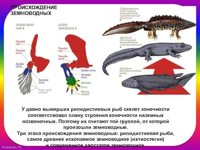 ПРОИСХОЖДЕНИЕ ЗЕМНОВОДНЫХ У давно вымерших рипидистиевых рыб скелет конечности соответствовал плану строения
