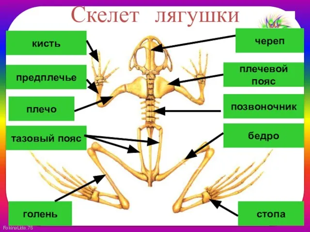 Скелет лягушки позвоночник череп плечевой пояс плечо предплечье кисть бедро тазовый пояс стопа голень