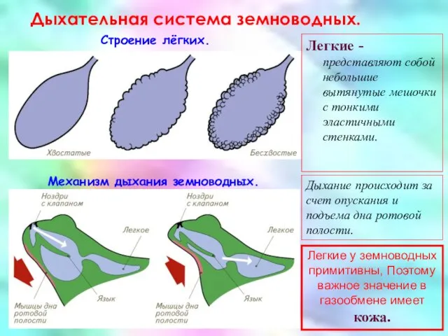 Дыхательная система земноводных. Строение лёгких. Механизм дыхания земноводных. Легкие -представляют собой небольшие