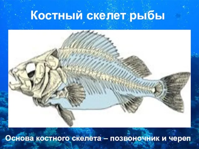 Костный скелет рыбы Основа костного скелета – позвоночник и череп