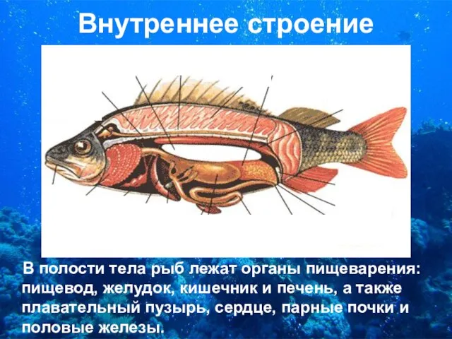 Внутреннее строение В полости тела рыб лежат органы пищеварения: пищевод, желудок, кишечник