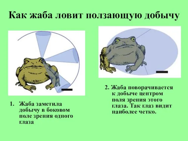 Как жаба ловит ползающую добычу Жаба заметила добычу в боковом поле зрения