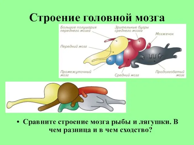 Строение головной мозга Сравните строение мозга рыбы и лягушки. В чем разница и в чем сходство?