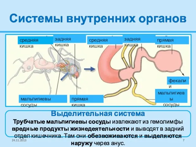 Системы внутренних органов Выделительная система Трубчатые мальпигиевы сосуды извлекают из гемолимфы вредные