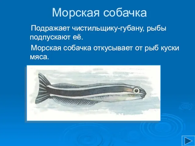 Морская собачка Подражает чистильщику-губану, рыбы подпускают её. Морская собачка откусывает от рыб куски мяса.