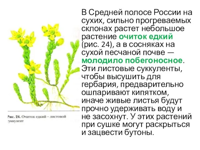 В Средней полосе России на сухих, сильно прогреваемых склонах растет небольшое растение