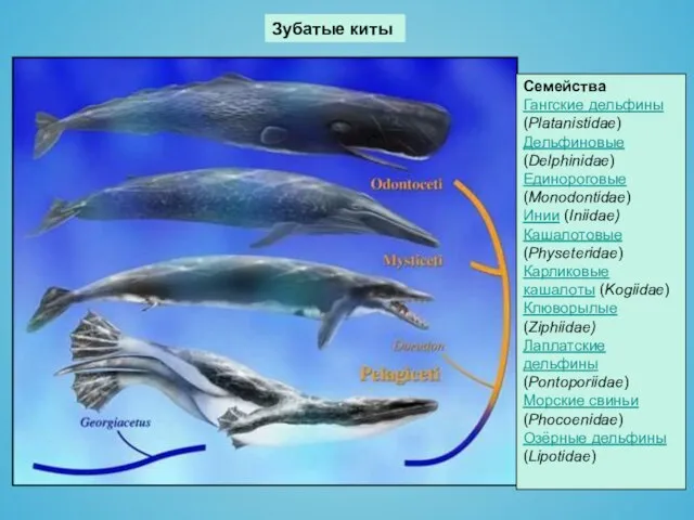 Зубатые киты Семейства Гангские дельфины (Platanistidae) Дельфиновые (Delphinidae) Единороговые (Monodontidae) Инии (Iniidae)