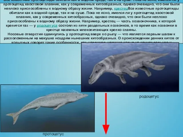 Все известные протоцетиды обитали как в водной среде, так и на суше.