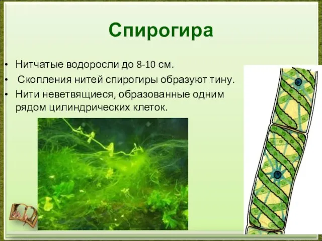 Спирогира Нитчатые водоросли до 8-10 см. Скопления нитей спирогиры образуют тину. Нити
