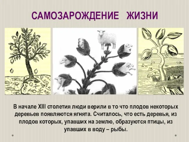В начале ХIII столетия люди верили в то что плодов некоторых деревьев